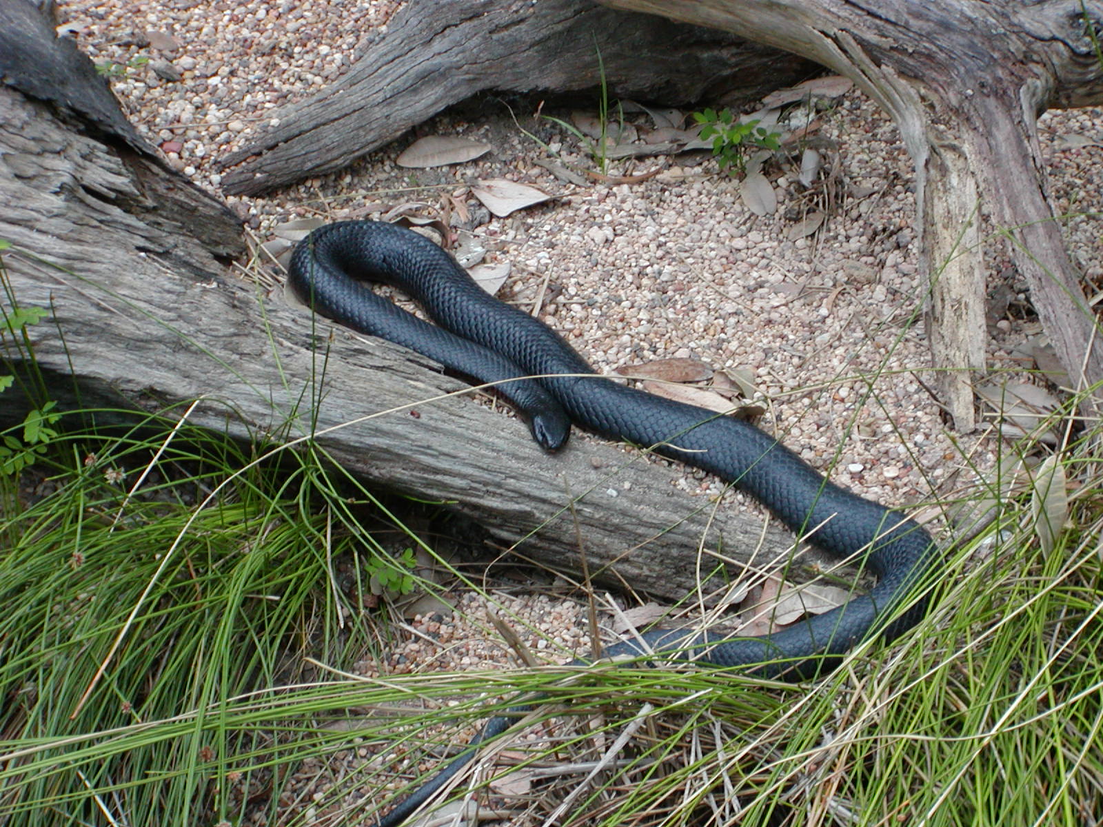 Red Bellied Black snake 2.jpg [451 Kb]